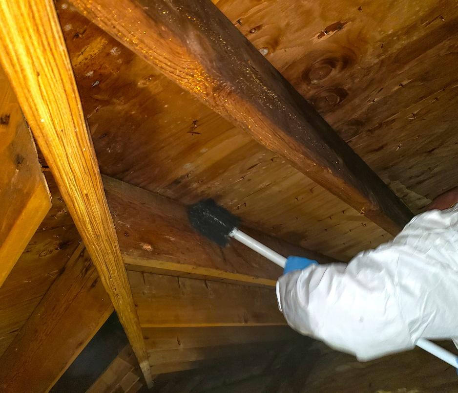 Attic Mold service image for attic mold remediation Ohio, attic mold Bedford Heights, mold removal Northern Ohio