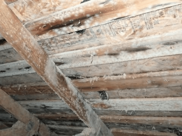 Mold Inspections service image for mold inspection Bedford Heights, mold inspection Cuyahoga County, same day mold estimate