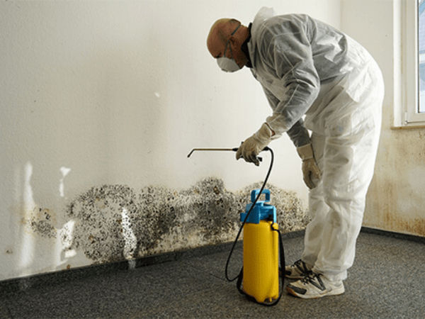 Mold Removal project example